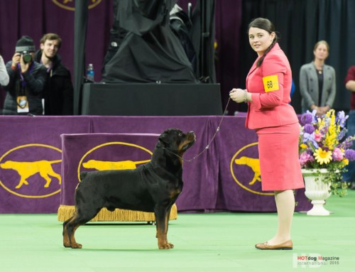 Wanted Performance/Companion Event  Junior Handlers!