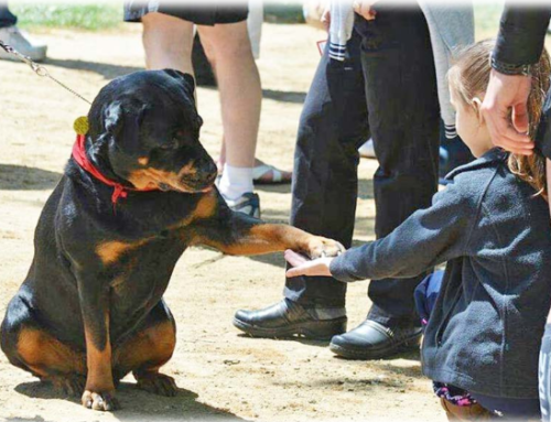 Rottweiler is Winner of 2015 AKC ACE Award for Therapy