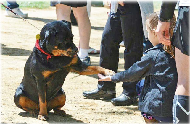 are rottweilers good service dogs?