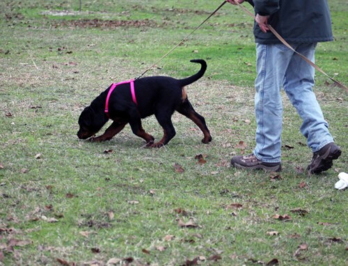 Never too young to start Tracking!