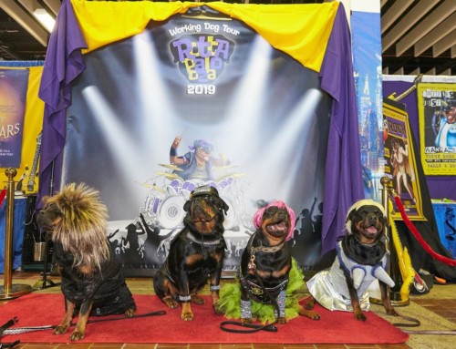 ARC “Rottapalooza” Headlines at 10th AKC Meet the Breeds® 2019 event at Westminster Kennel Club Show