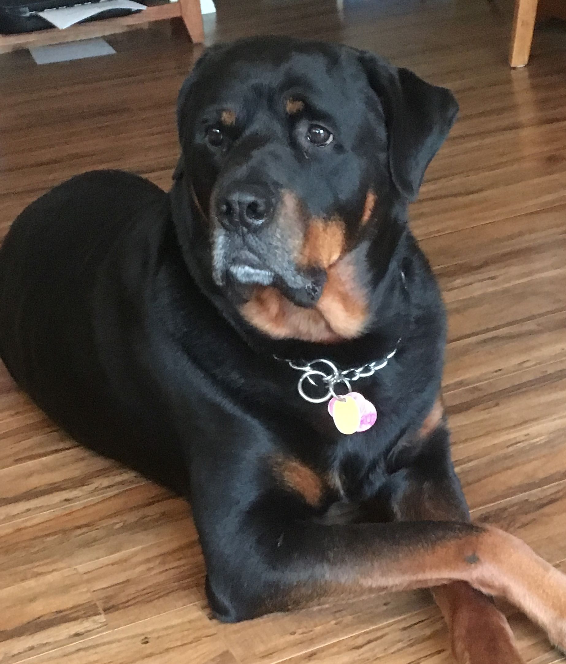 local rottweiler rescue yorkshire