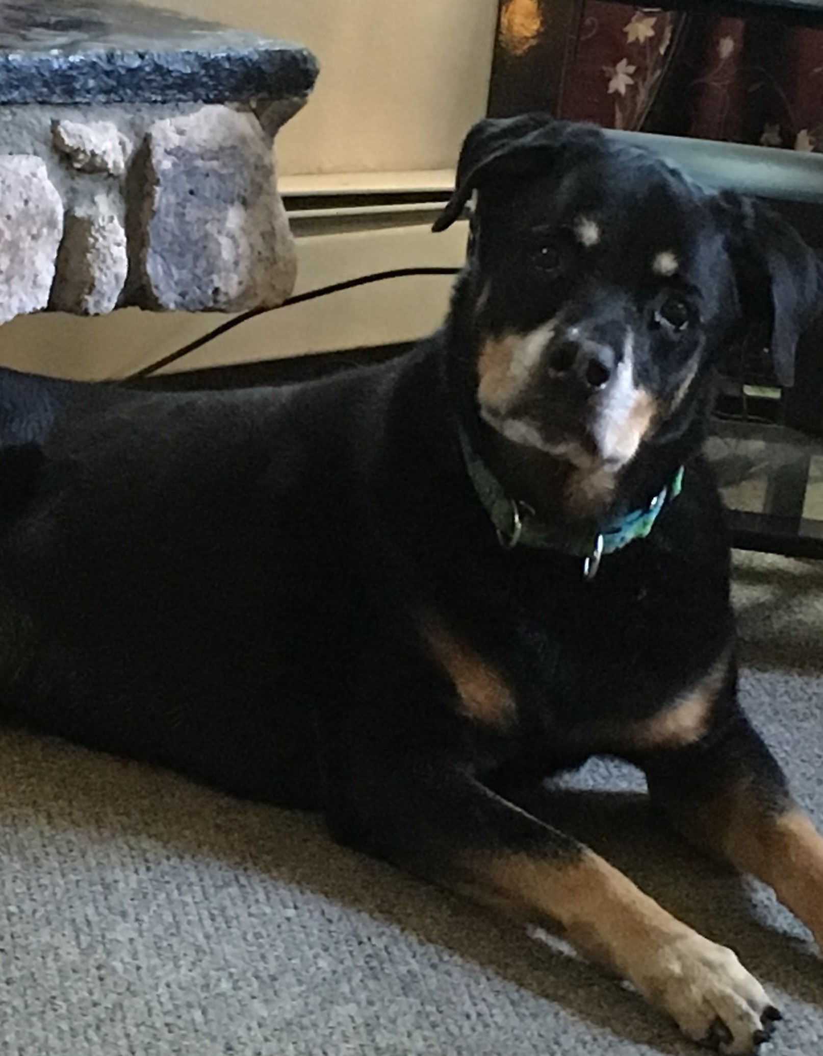 local rottweiler rescue yorkshire