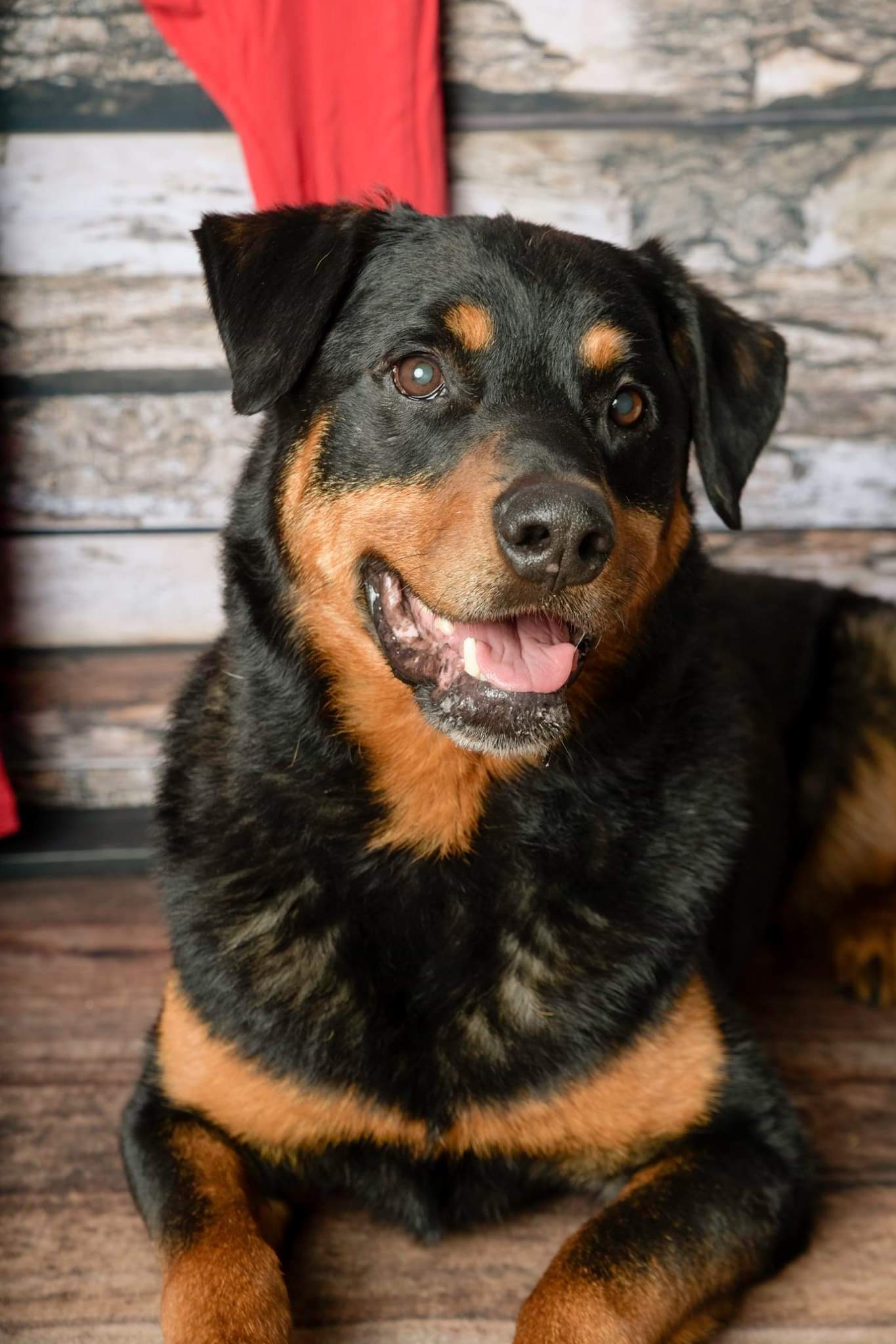 local rottweiler rescue yorkshire