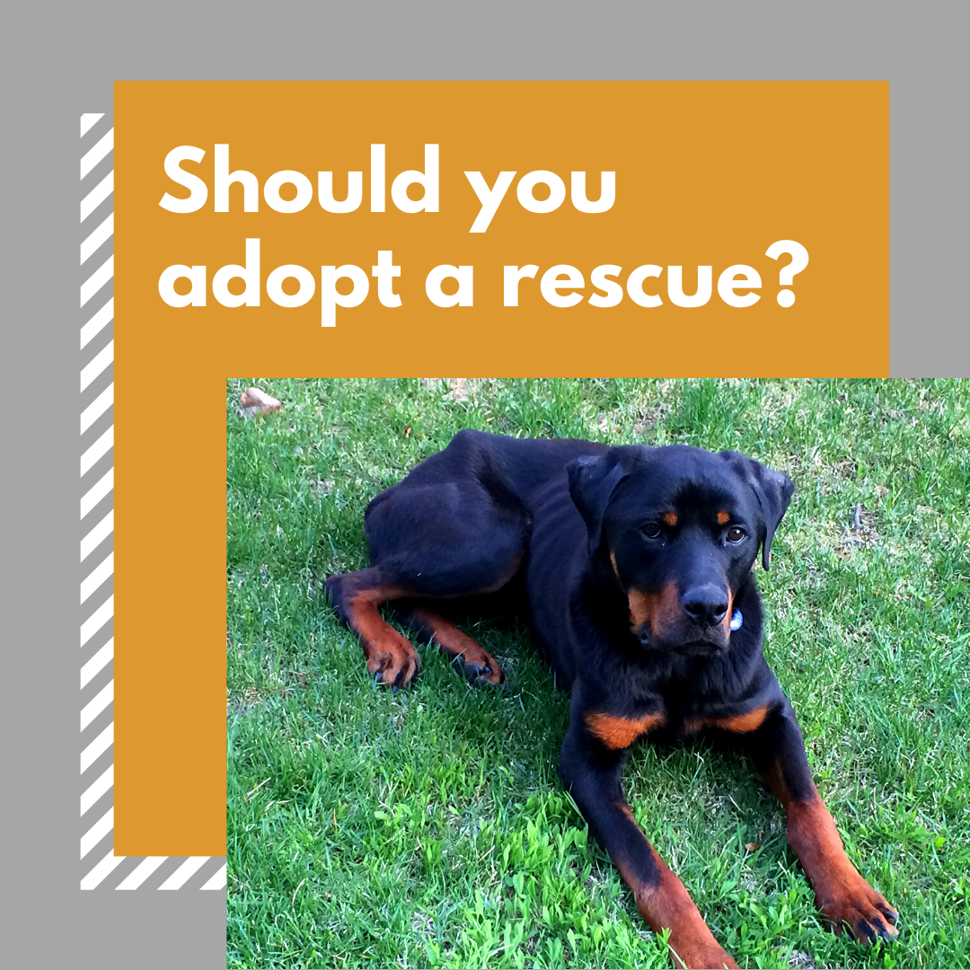 local rottweiler rescue yorkshire