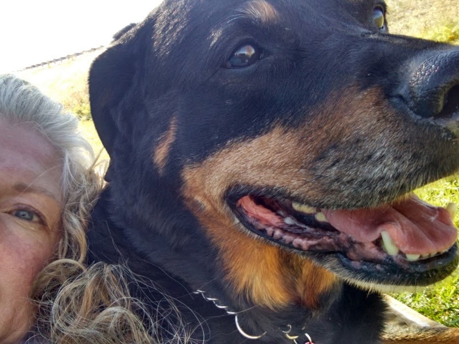 local rottweiler rescue yorkshire