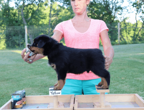 How to Evaluate Rottweiler Puppies: A Step-by-Step Guide for Breeders