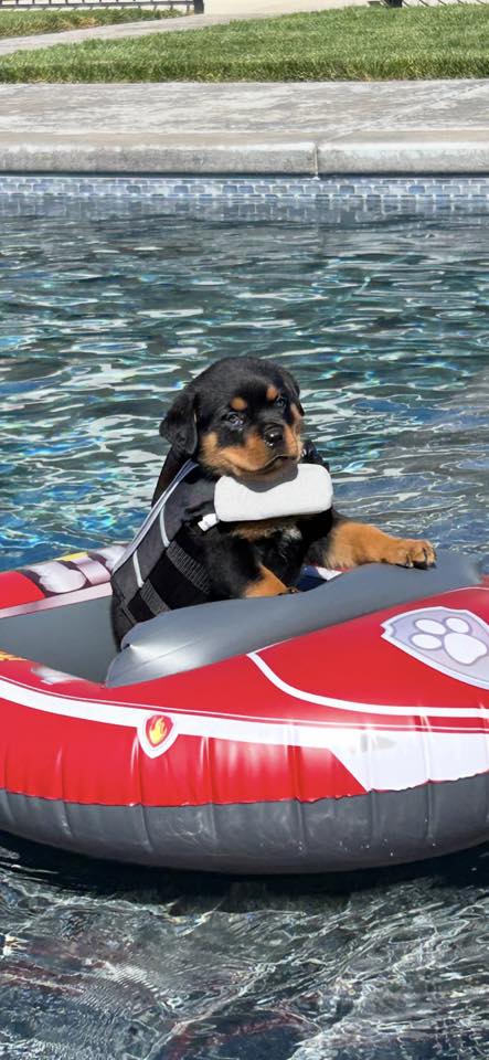 Puppy_Boat