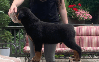 Puppy_Stack